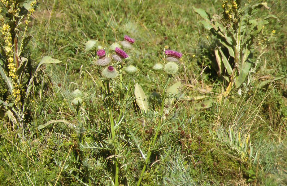 Cirsium cfr. eriophorum